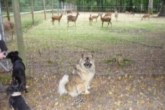 Alltagsgruppe Ausflug Oberwald 016