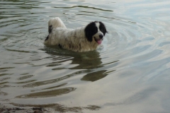 Waldsee II 002