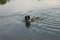 Waldsee II 006