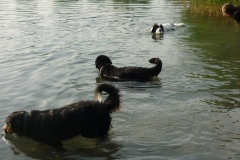 Waldsee II 010