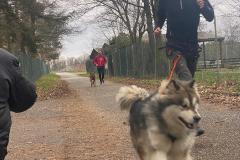 Canicross_09