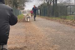Canicross_13