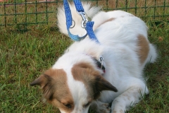 Caribi_2012_002