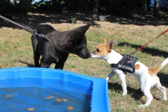 Caribi_2012_032