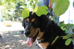 Caribi_2012_043