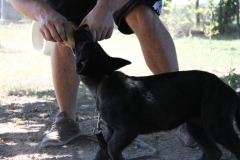 Caribi_2012_062