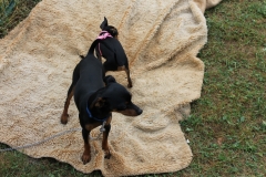 Caribi_2012_080