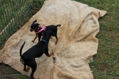 Caribi_2012_081
