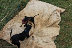 Caribi_2012_082