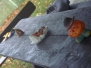 Halloweentraining 02.11.2013