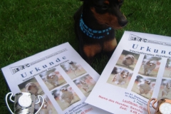 Hunderennen_01.09.2013_Karti_6