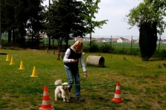 Kleinhundegruppe_2014_06