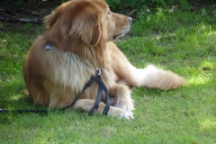 Obedience_Seminar_2012_55