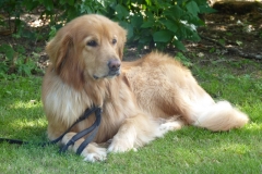 Obedience_Seminar_2012_58