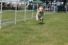 Sommerfest_2012_019