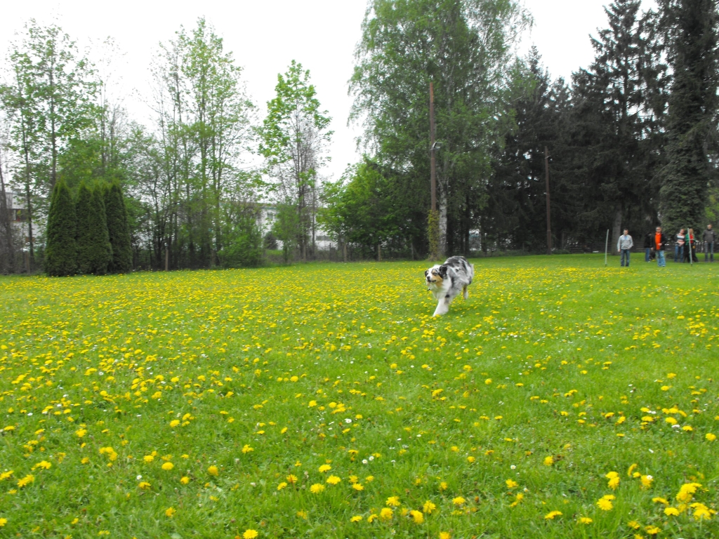 VdH_Hagenbach_2013_05_01_42