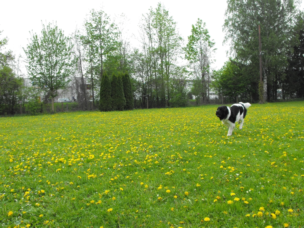 VdH_Hagenbach_2013_05_01_43