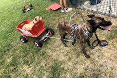 Zughund Training 2019.07.06