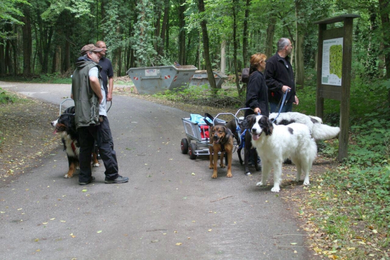 Zughunde_Oberwald_01_07_2017_03