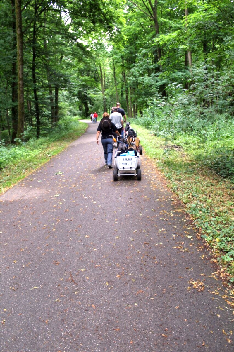Zughunde_Oberwald_01_07_2017_04