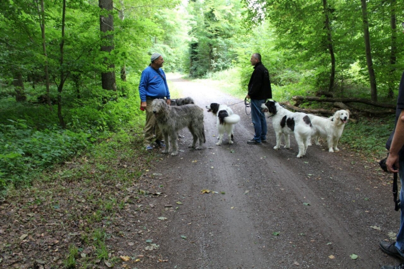 Zughunde_Oberwald_01_07_2017_06