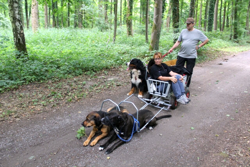 Zughunde_Oberwald_01_07_2017_07