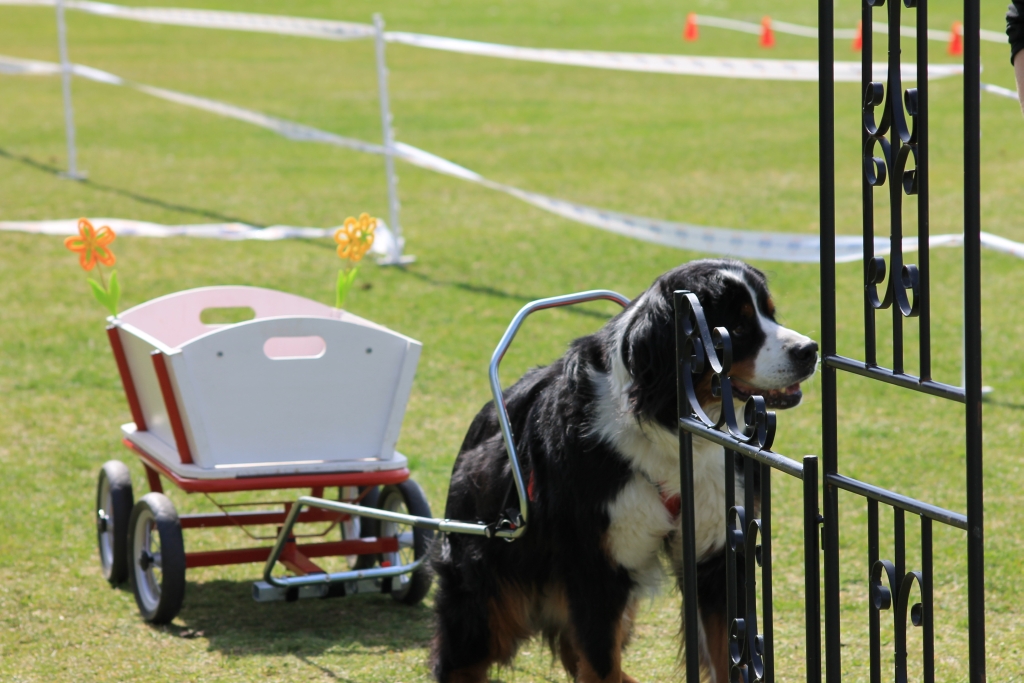 ZP_2013_04_14_56